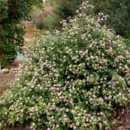 Prázdninový dům Rita - Porto Cheli